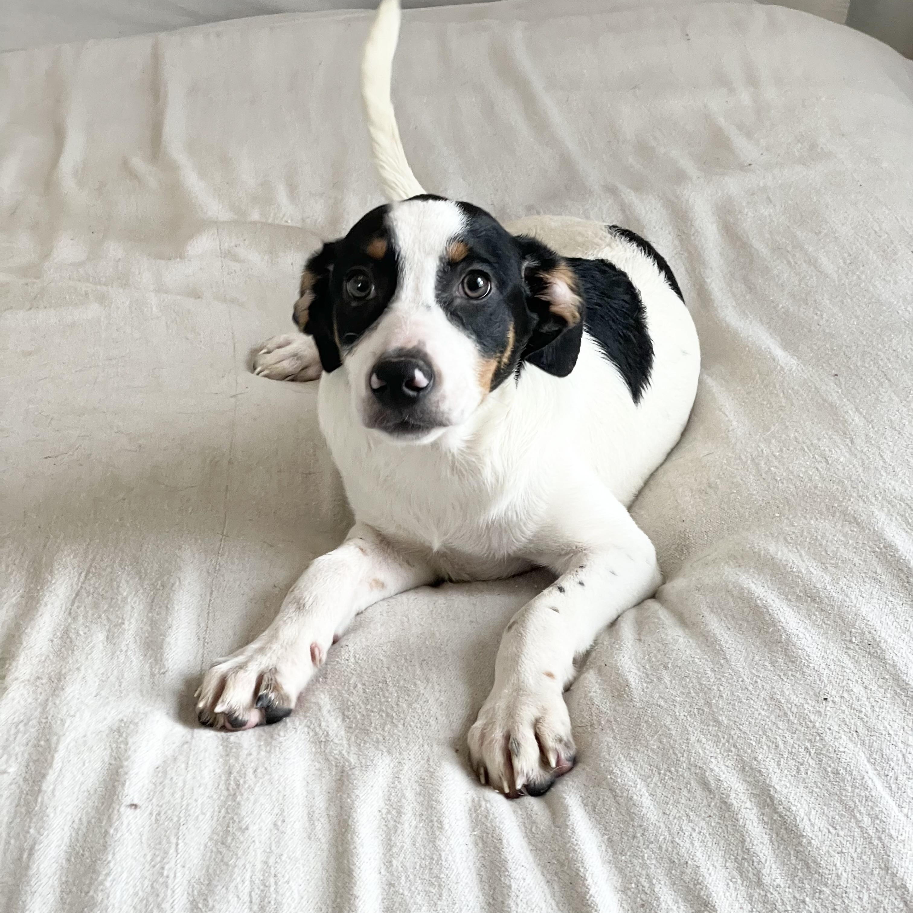 Enlarge Darling Tris, a ADOPTABLE mixed breed in West Hartford , CT image 3/4