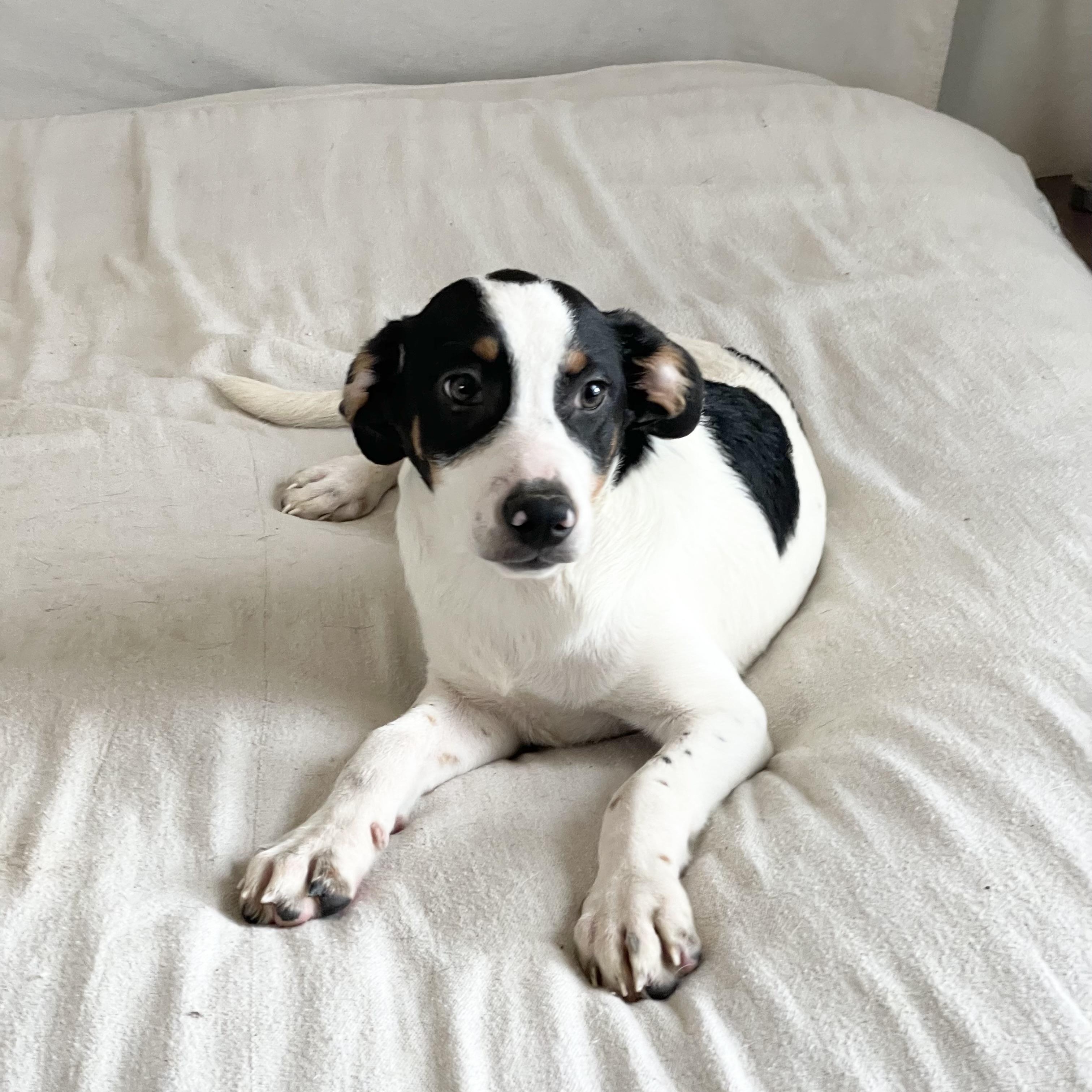 Enlarge Darling Tris, a ADOPTABLE mixed breed in West Hartford , CT image 2/4