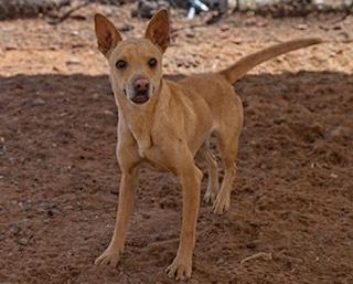 Sadie, Adoptable, Young Female Mixed Breed.