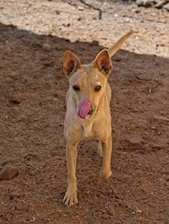 Enlarge Sadie, a Adoptable mixed breed in Page, AZ image 2/2
