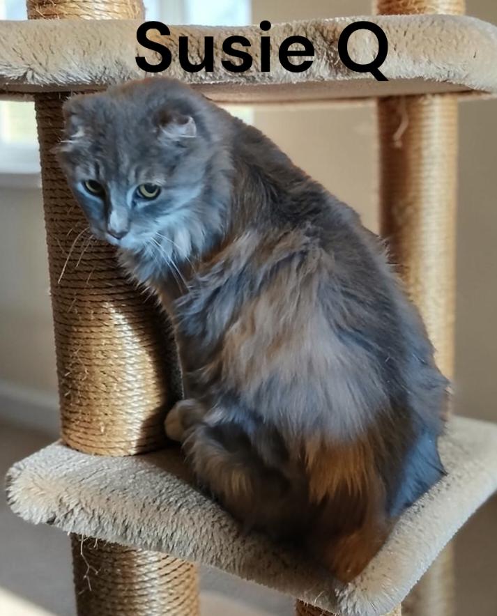 Suzie Q, Adoptable, Adult Female Domestic Long Hair.