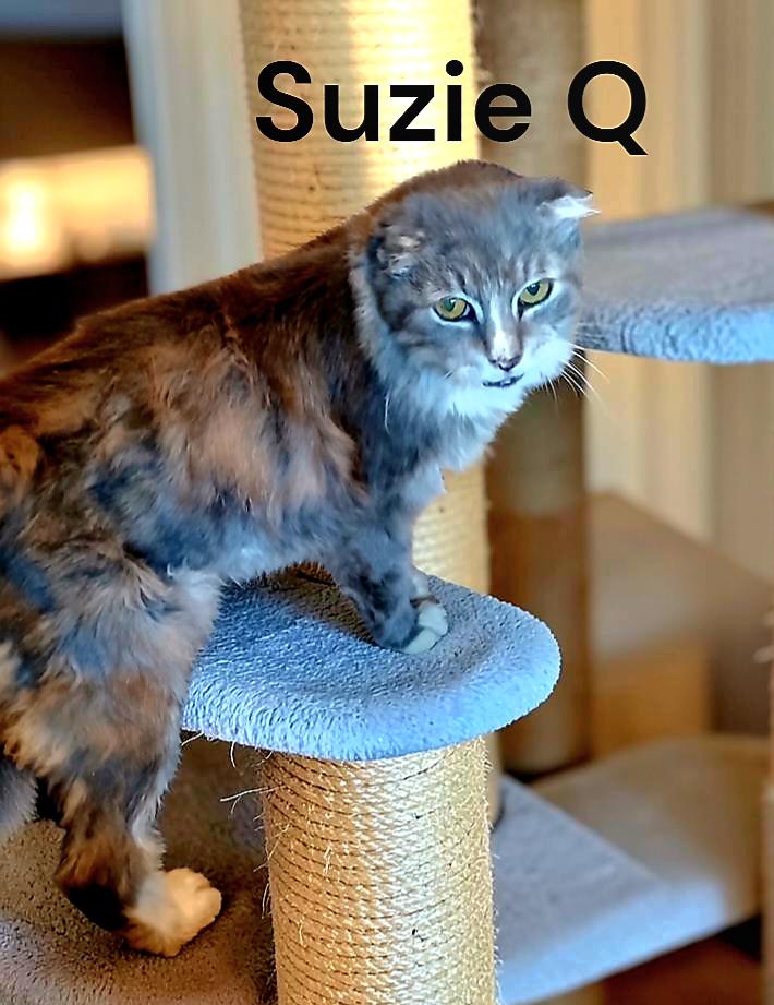 Enlarge Suzie Q, a Adoptable Domestic Long Hair in Chesapeake, VA image 3/3