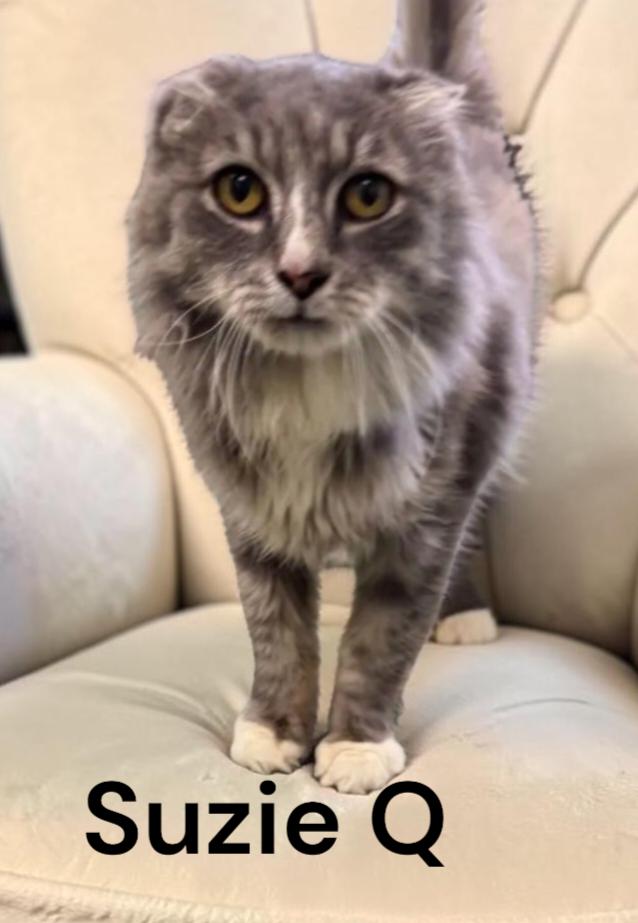 Enlarge Suzie Q, a Adoptable Domestic Long Hair in Chesapeake, VA image 1/3