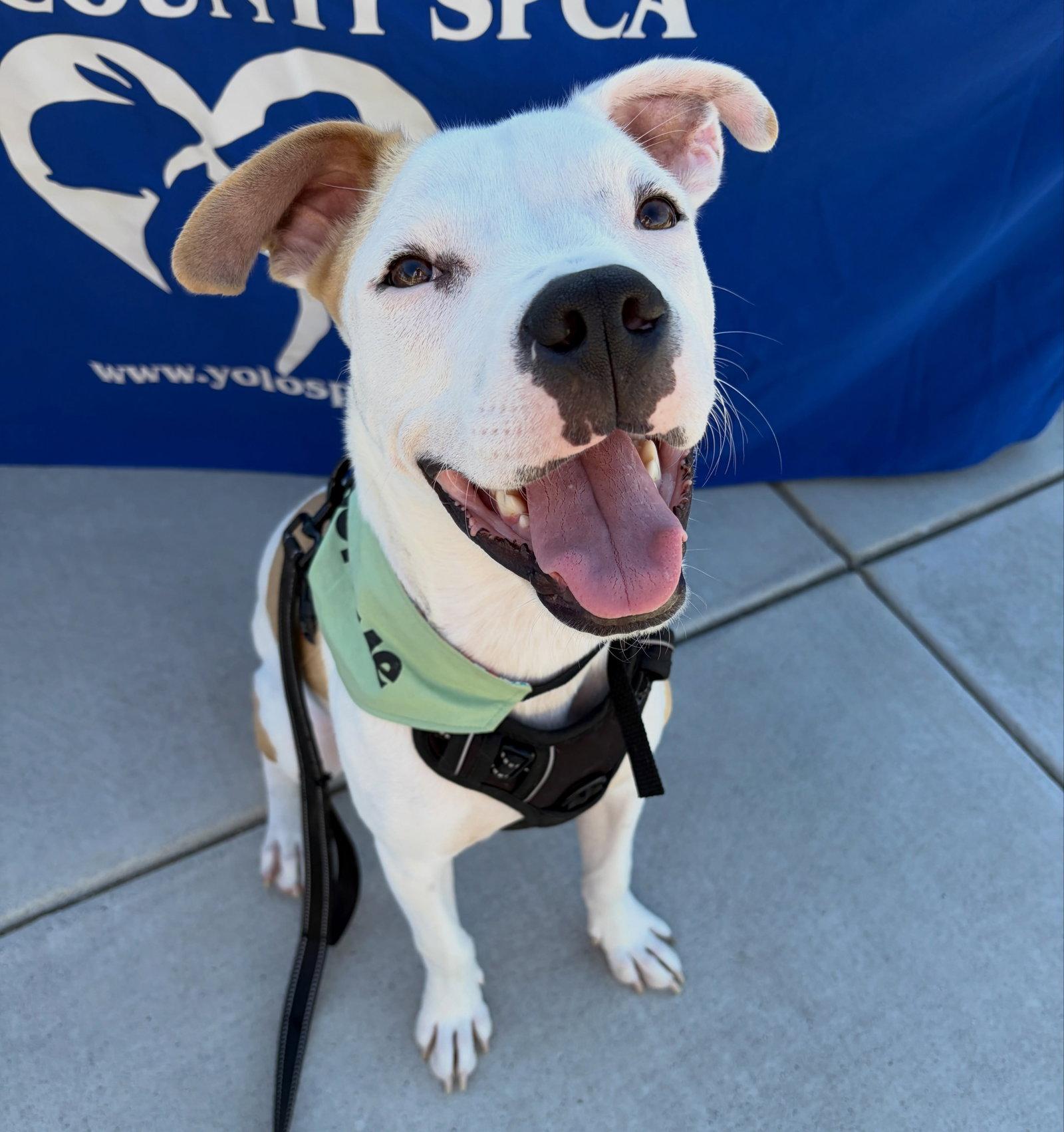 Noor, Adoptable, Young Male Pit Bull Terrier.