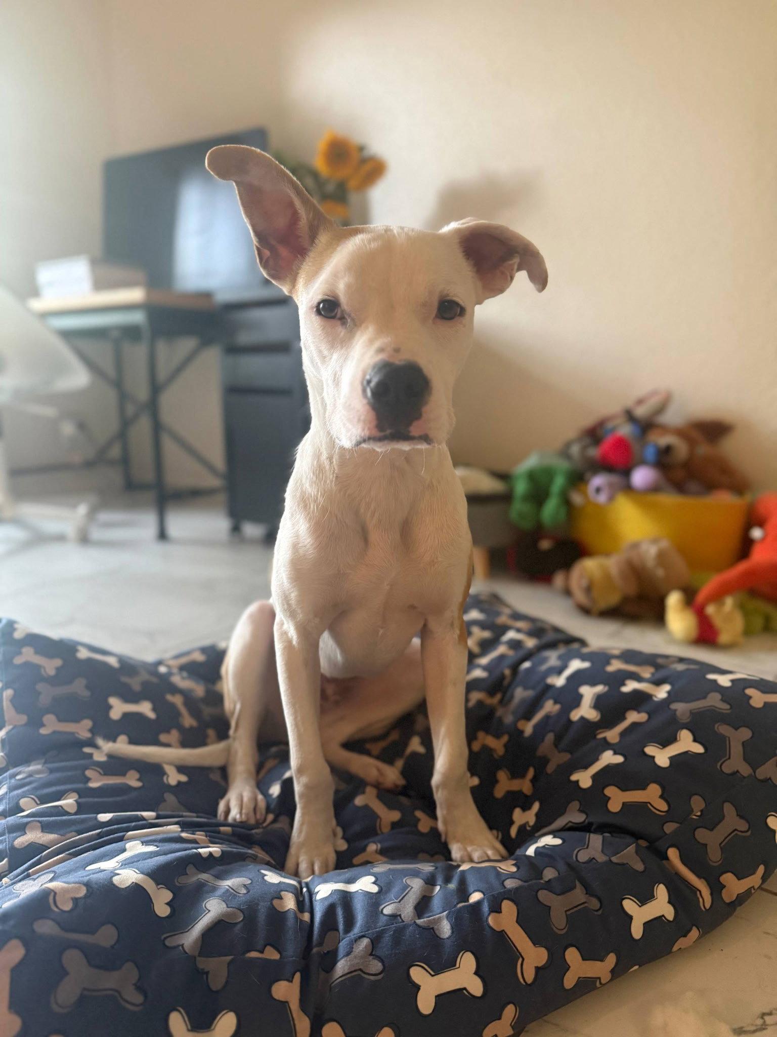 Noor, a Adoptable Pit Bull Terrier in Davis, CA image 1/3