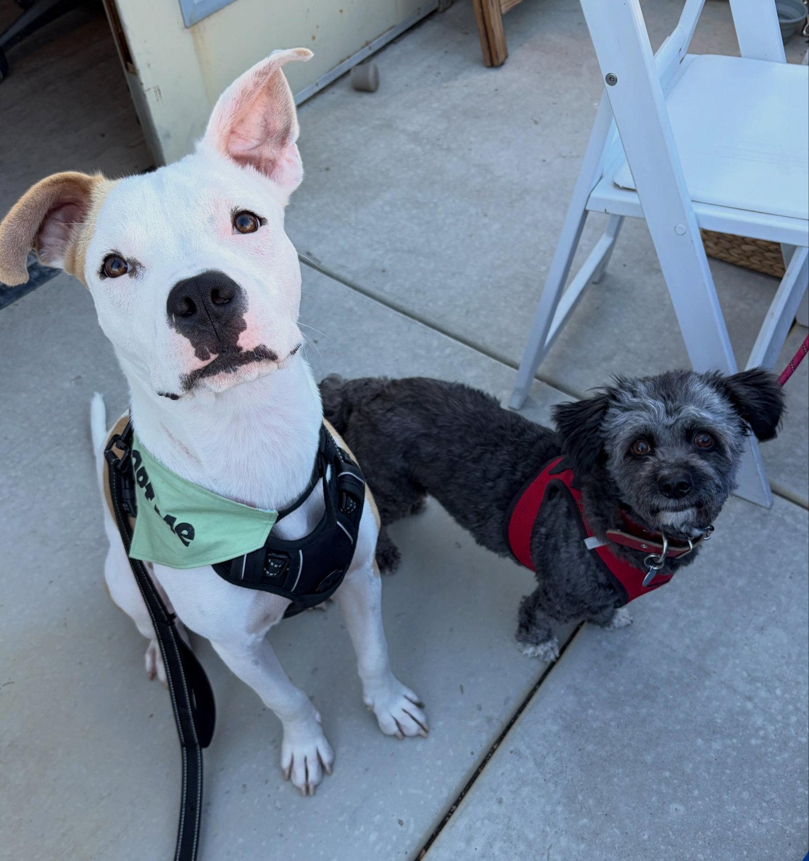 Noor, a Adoptable Pit Bull Terrier in Davis, CA image 3/3