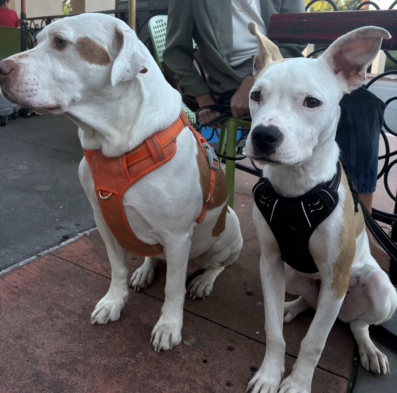Noor, a Adoptable Pit Bull Terrier in Davis, CA image 2/3