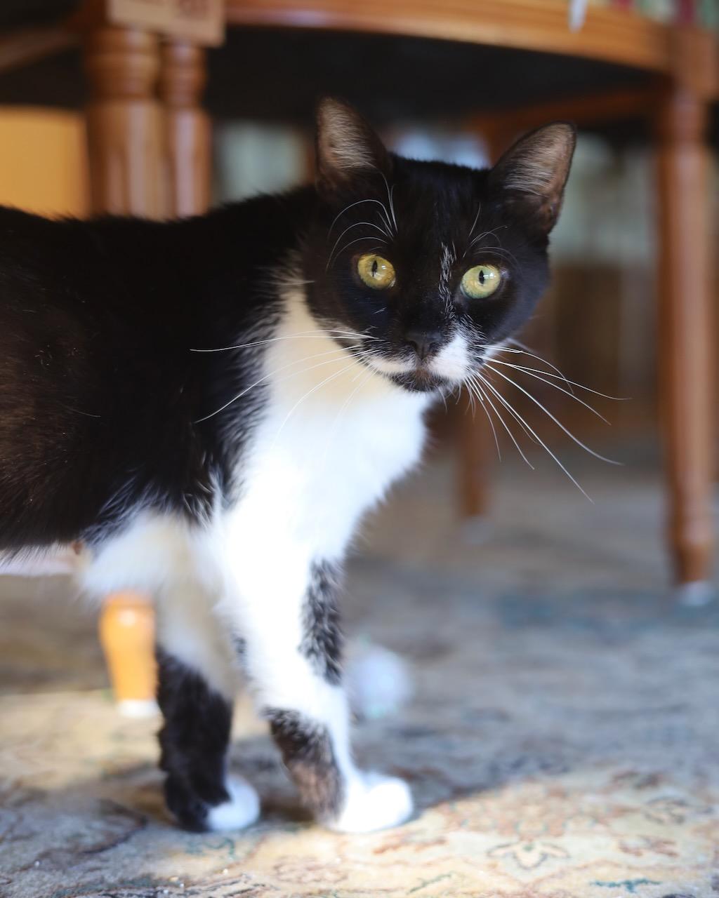 Mitzi, Adoptable, Young Female Domestic Short Hair.