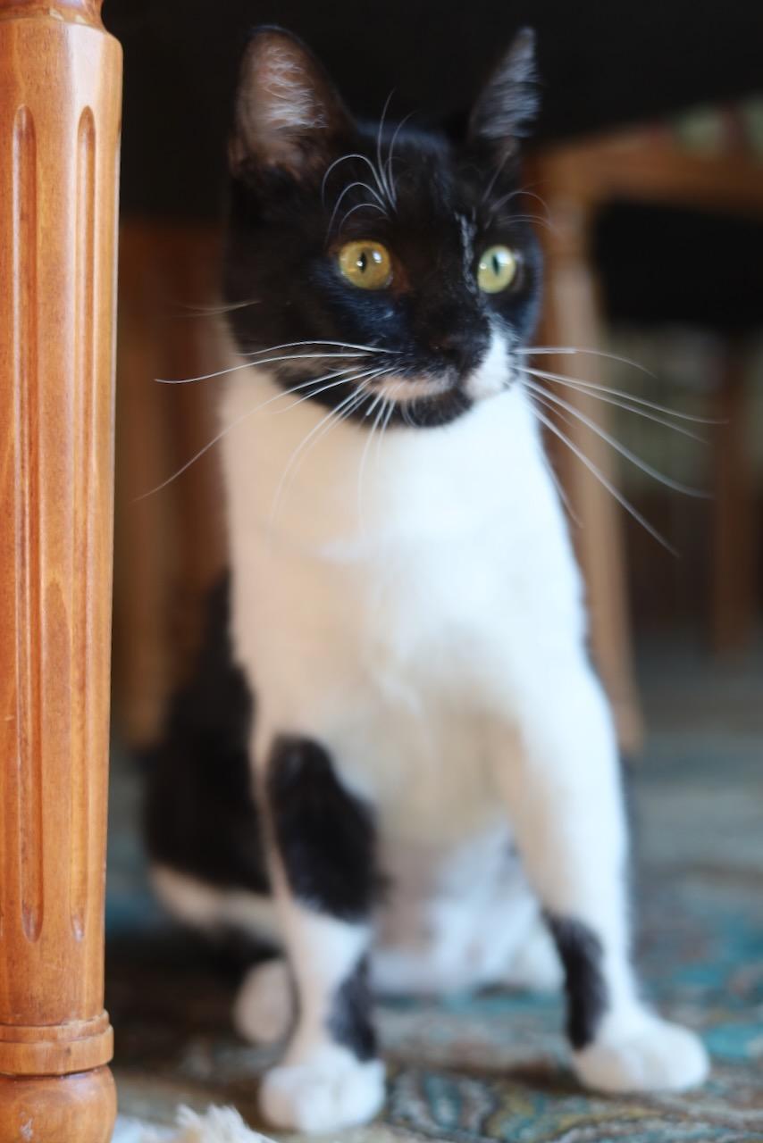 Mitzi, a Adoptable Domestic Short Hair in San Francisco, CA image 2/6