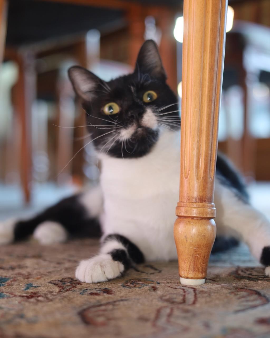 Mitzi, a Adoptable Domestic Short Hair in San Francisco, CA image 3/6