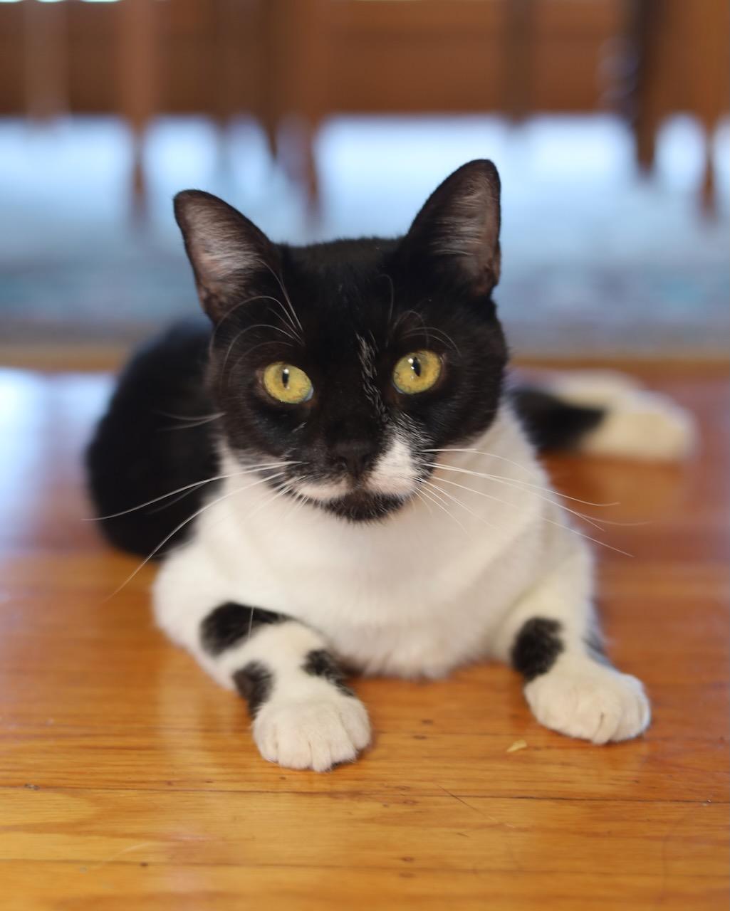 Mitzi, a Adoptable Domestic Short Hair in San Francisco, CA image 4/6