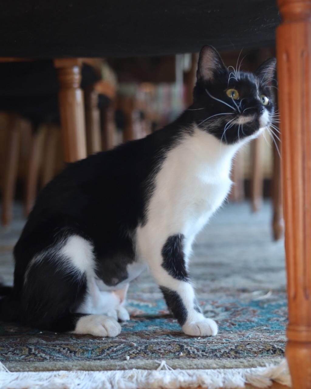 Mitzi, a Adoptable Domestic Short Hair in San Francisco, CA image 5/6