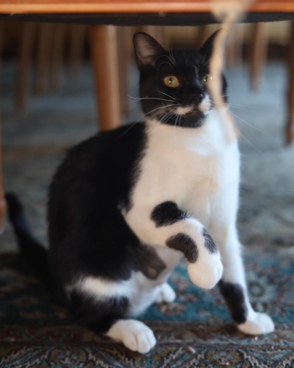 Mitzi, a Adoptable Domestic Short Hair in San Francisco, CA image 6/6