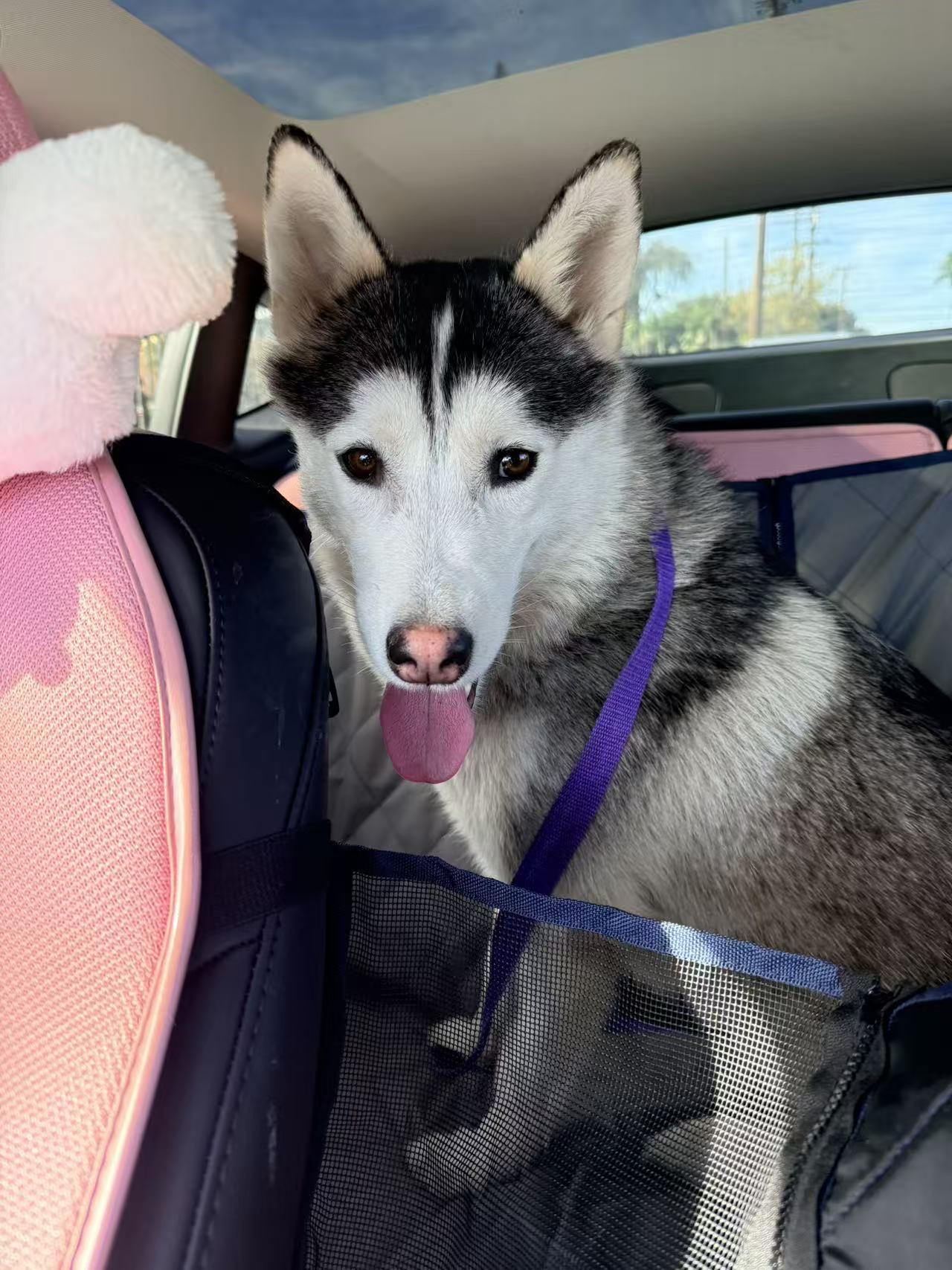 Enlarge Amaya, an adopted Husky in Richmond , BC image 6/6