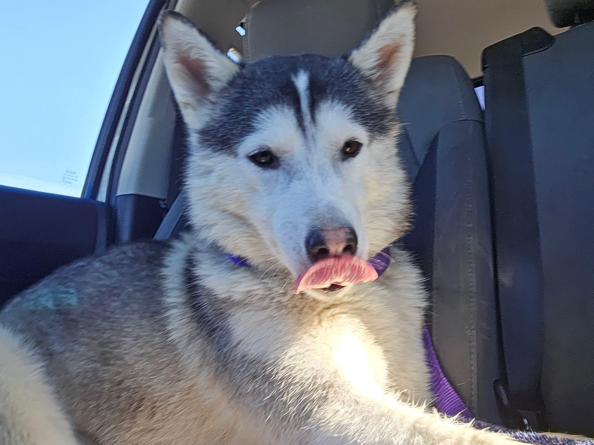 Enlarge Amaya, an adopted Husky in Richmond , BC image 3/6