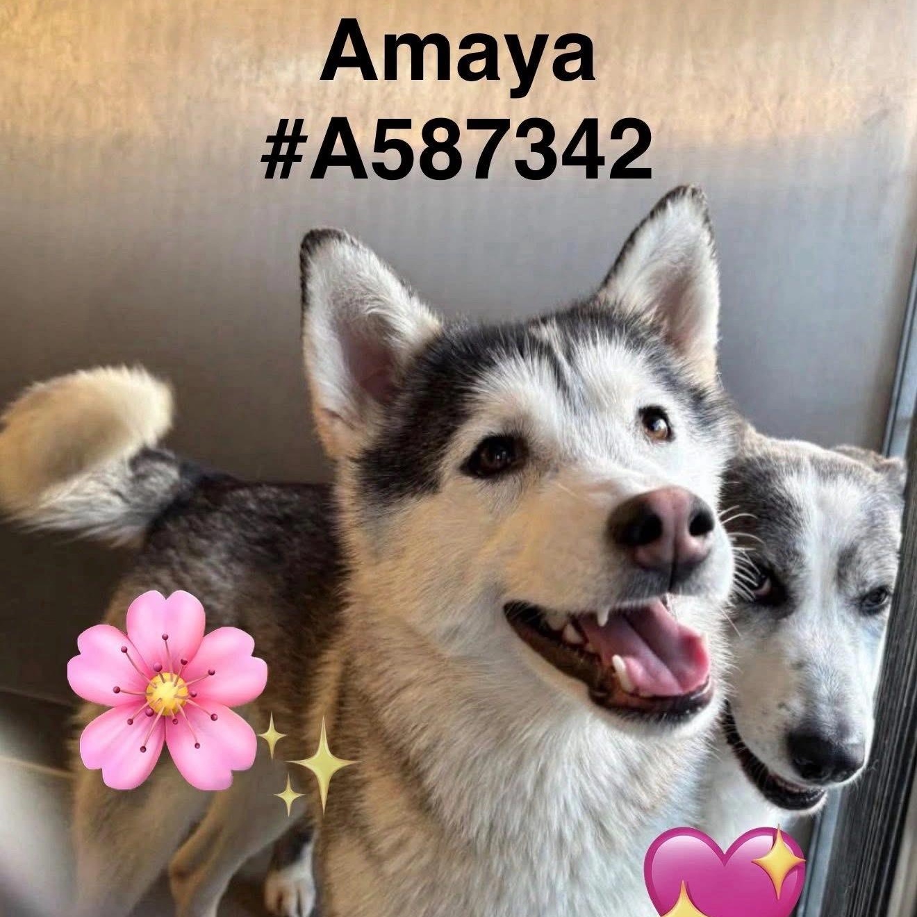 Enlarge Amaya, an adopted Husky in Richmond , BC image 1/6