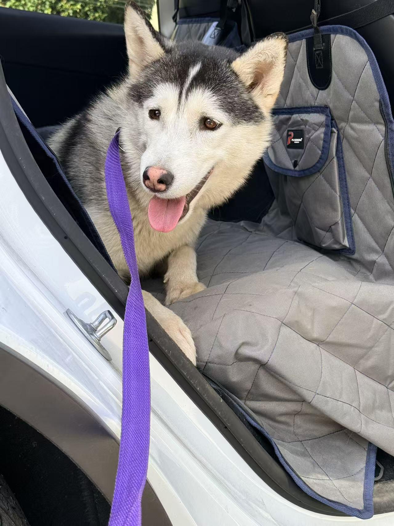 Enlarge Amaya, an adopted Husky in Richmond , BC image 4/6