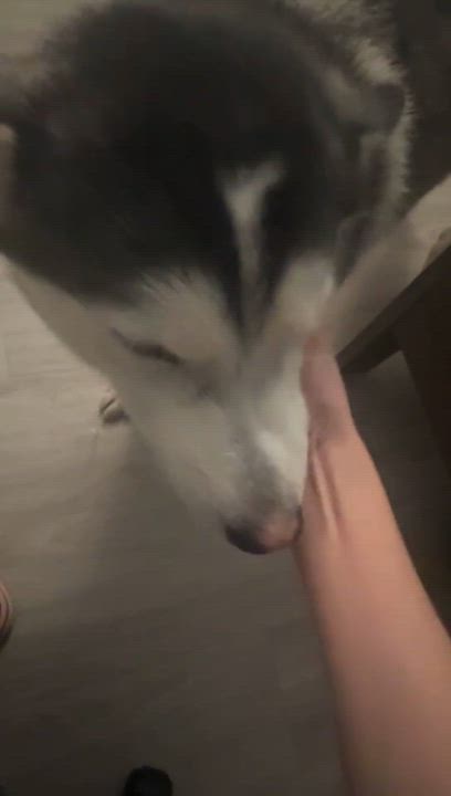 Enlarge Amaya, an adopted Husky in Richmond , BC video 2/6