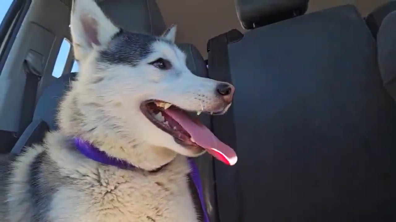 Enlarge Amaya, an adopted Husky in Richmond , BC video 5/6