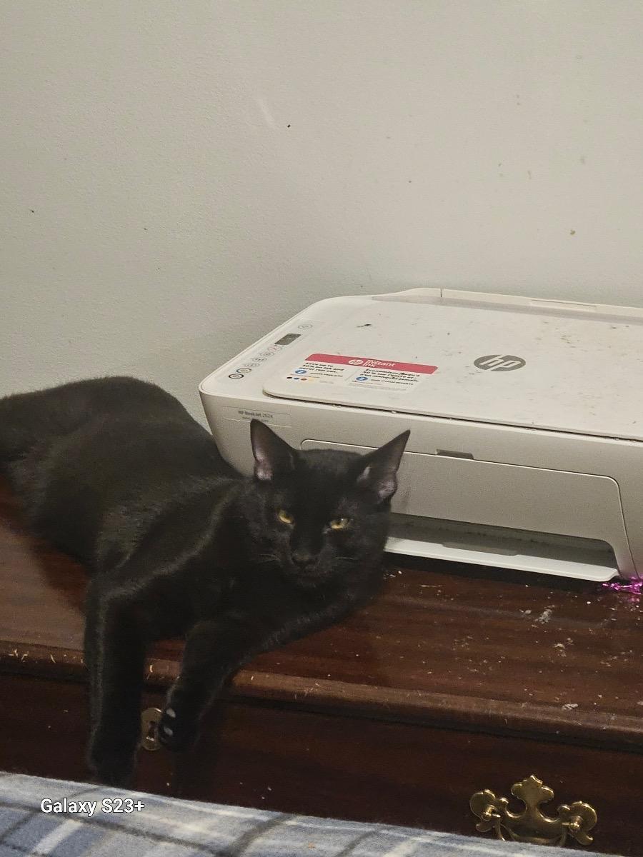 Mikey, Baby Male Domestic Short Hair