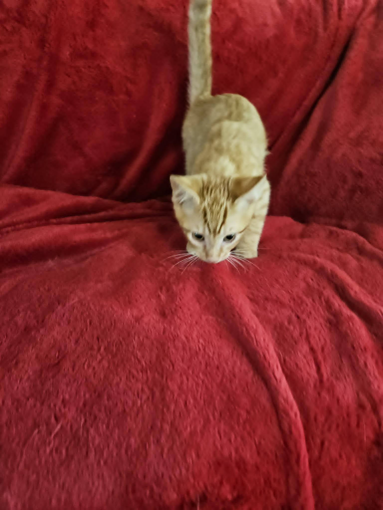 SUMO, adopted, Kitten Male Domestic Short Hair.
