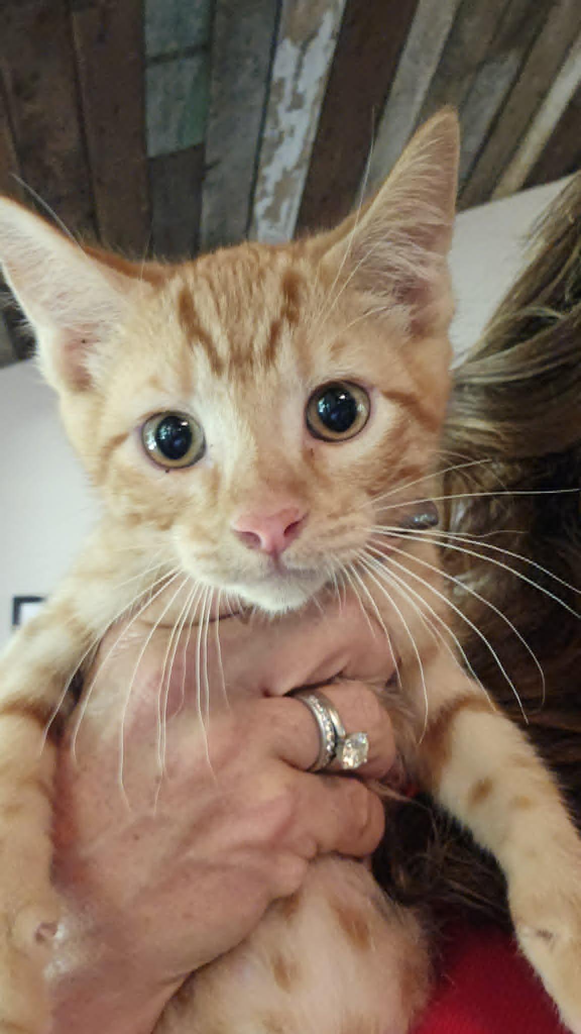 Enlarge SUMO, an adopted Domestic Short Hair in Warwick, RI image 2/3