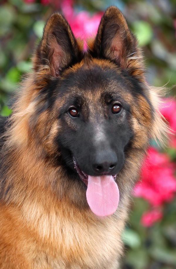Cherokee Von Carouge" photo 1