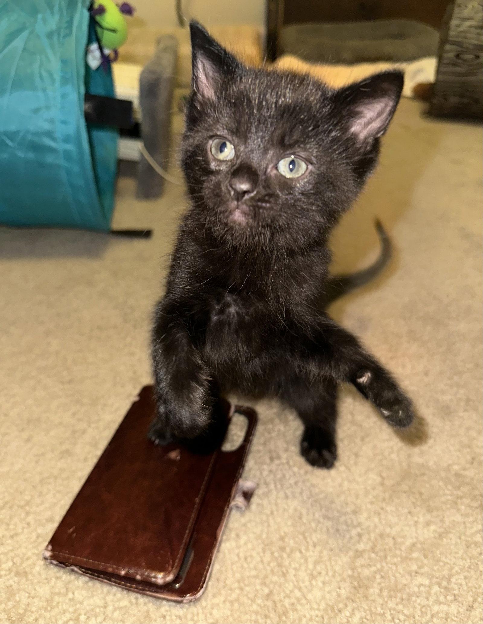 Enlarge Jazmin, a Adopted Domestic Short Hair in Oxford, MS image 1/1