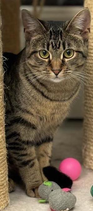 Enlarge Caraway, a Adoptable Domestic Short Hair in Washburn, WI image 1/1
