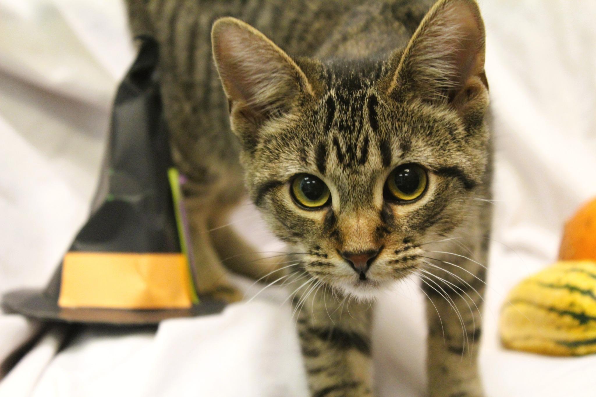 Caraway, Adoptable, Young Female Domestic Short Hair.