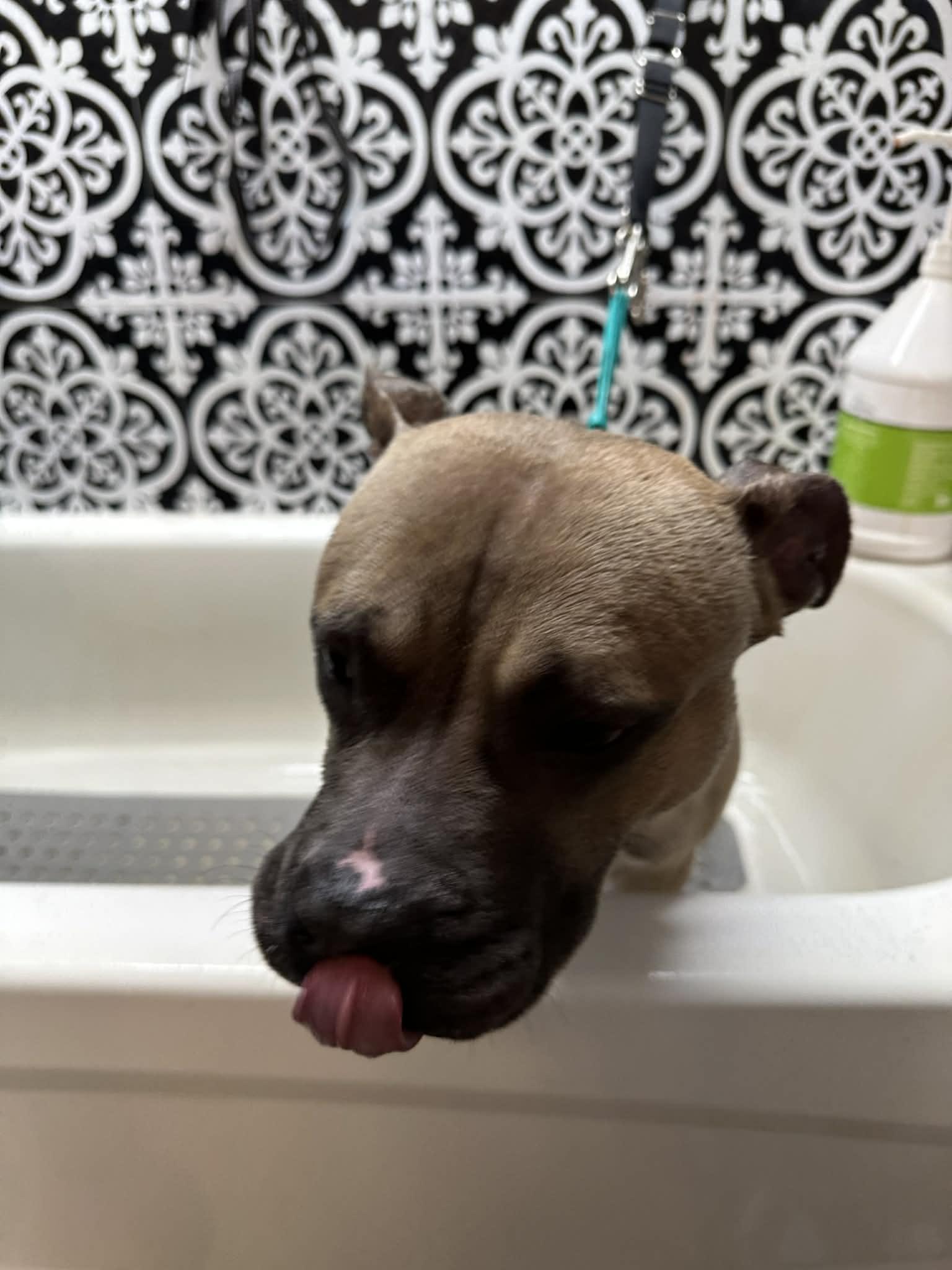 Enlarge Valentino, a ADOPTABLE Pit Bull Terrier in Sunderland, MD image 5/6