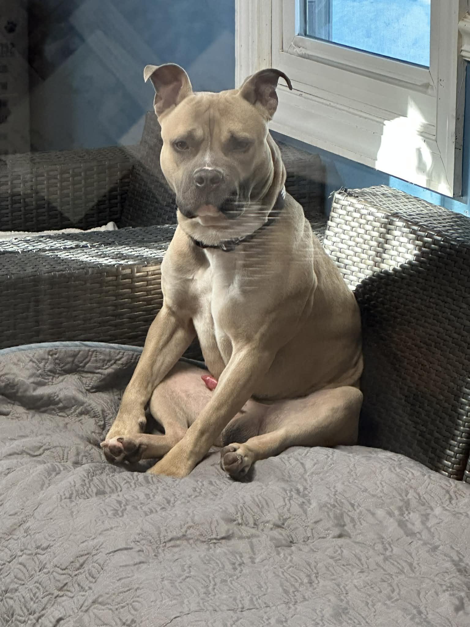 Enlarge Valentino, a ADOPTABLE Pit Bull Terrier in Sunderland, MD image 4/6