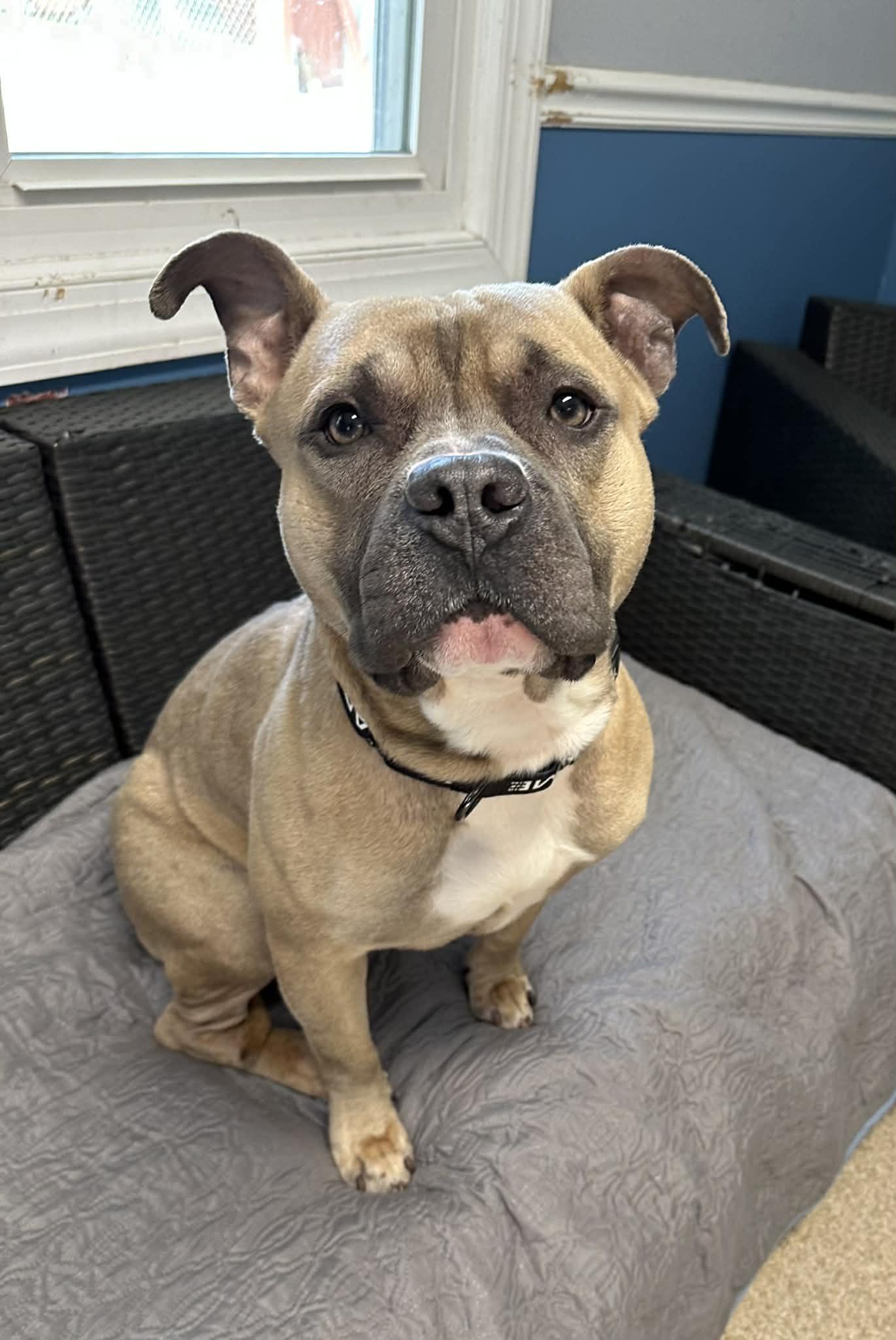 Enlarge Valentino, a ADOPTABLE Pit Bull Terrier in Sunderland, MD image 6/6