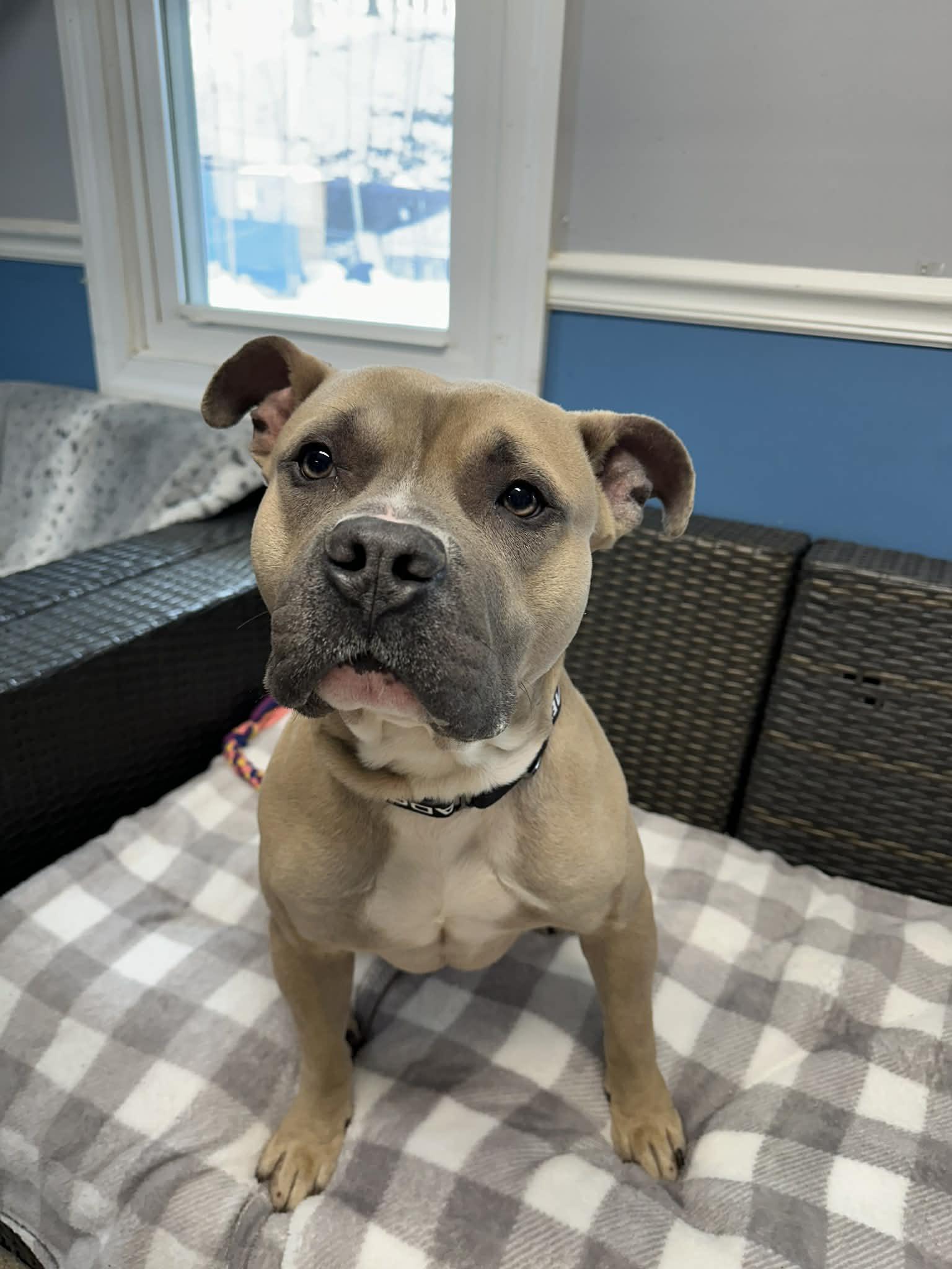 Enlarge Valentino, a ADOPTABLE Pit Bull Terrier in Sunderland, MD image 1/6