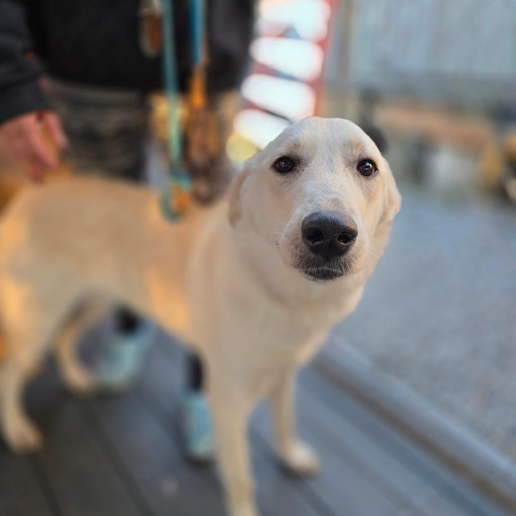 Denali — thumbnail 2