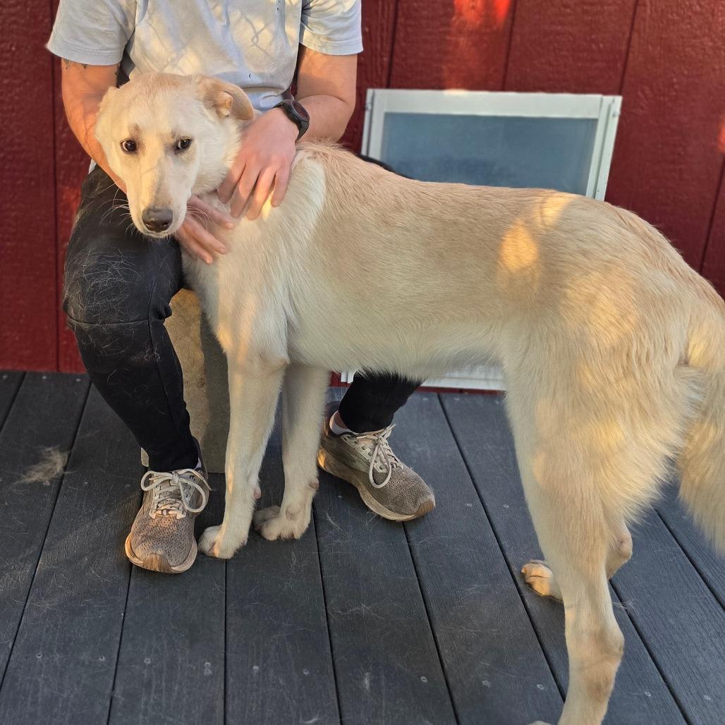 Denali — thumbnail 3