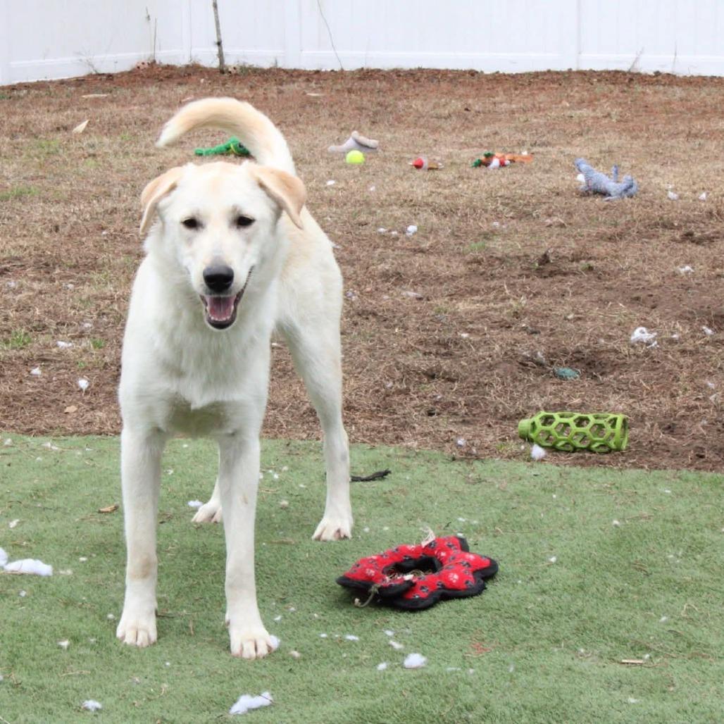 Denali — thumbnail 4