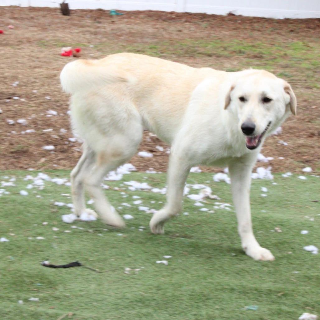 Denali — thumbnail 5