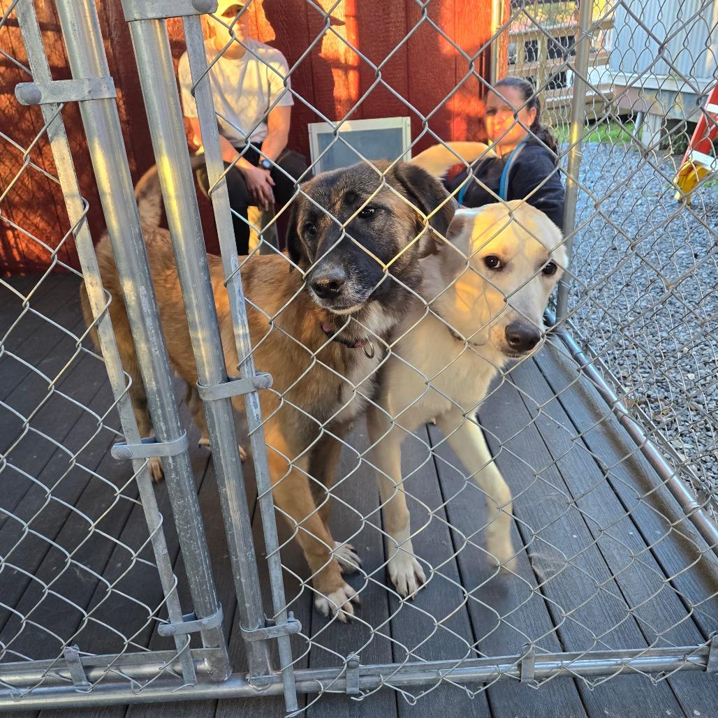 Denali — thumbnail 6