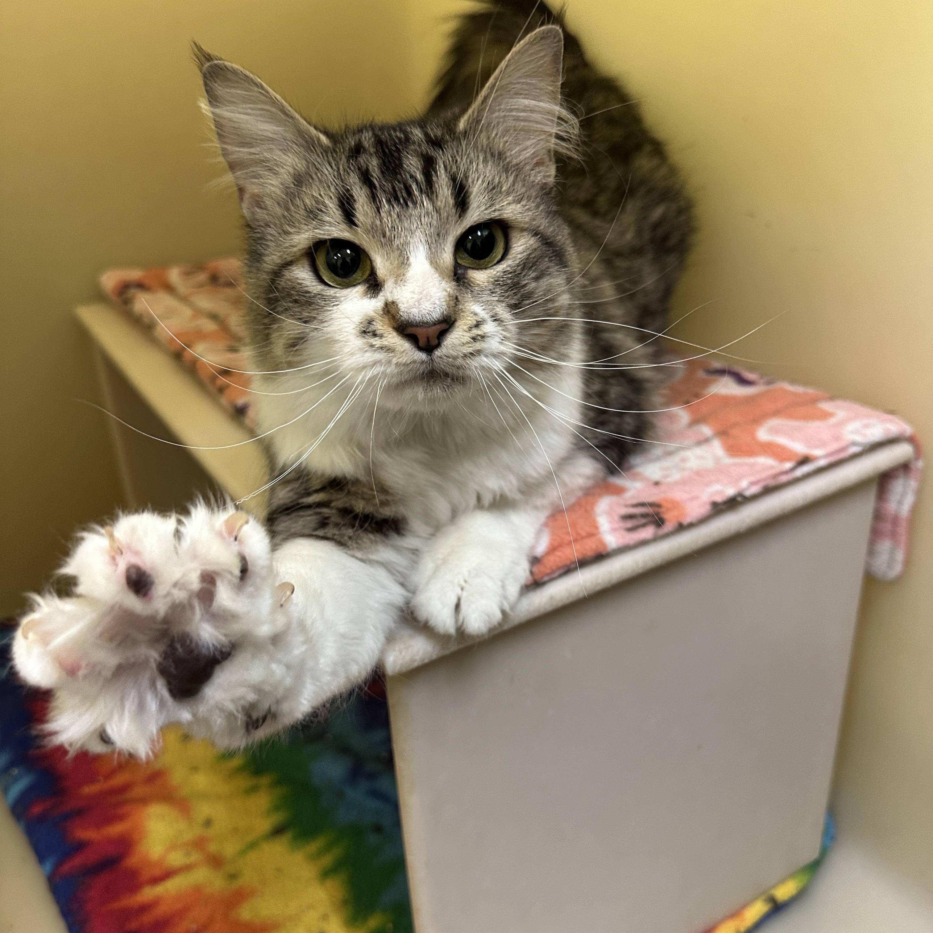 Cornelia, an adoptable Domestic Medium Hair in Anchorage, AK, 99524 | Photo Image 3