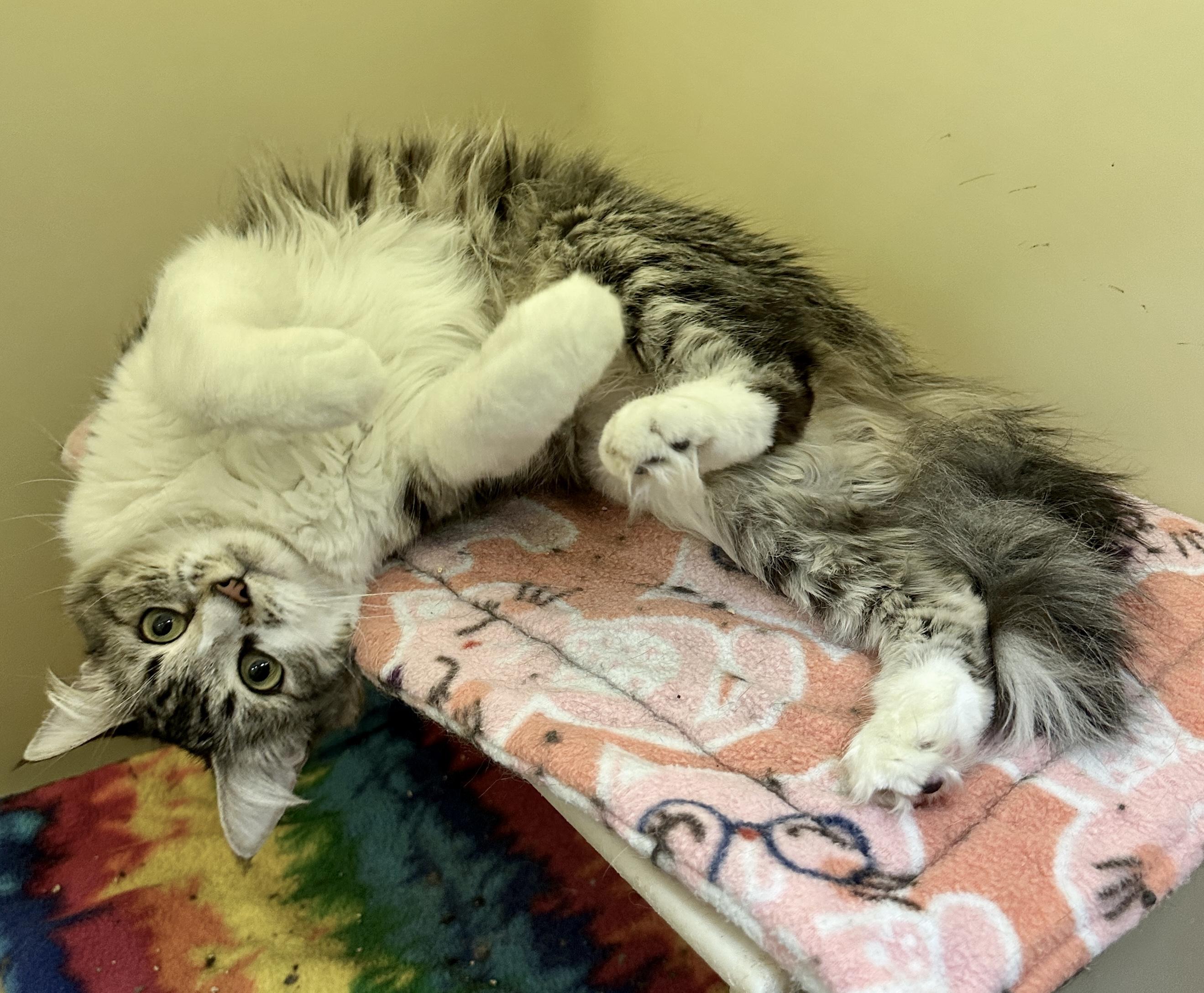 Cornelia, an adoptable Domestic Medium Hair in Anchorage, AK, 99524 | Photo Image 2