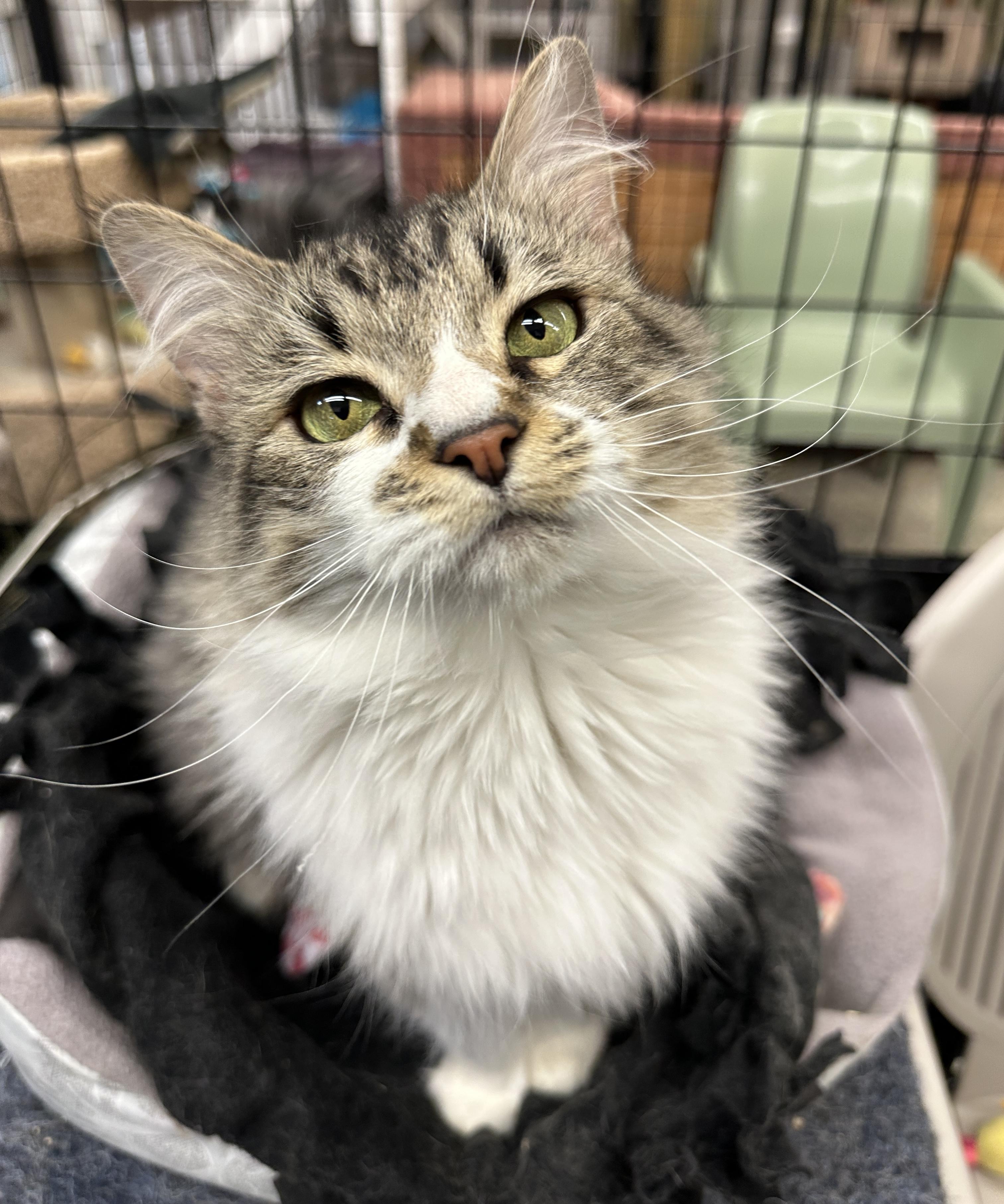 Cornelia, an adoptable Domestic Medium Hair in Anchorage, AK, 99524 | Photo Image 4