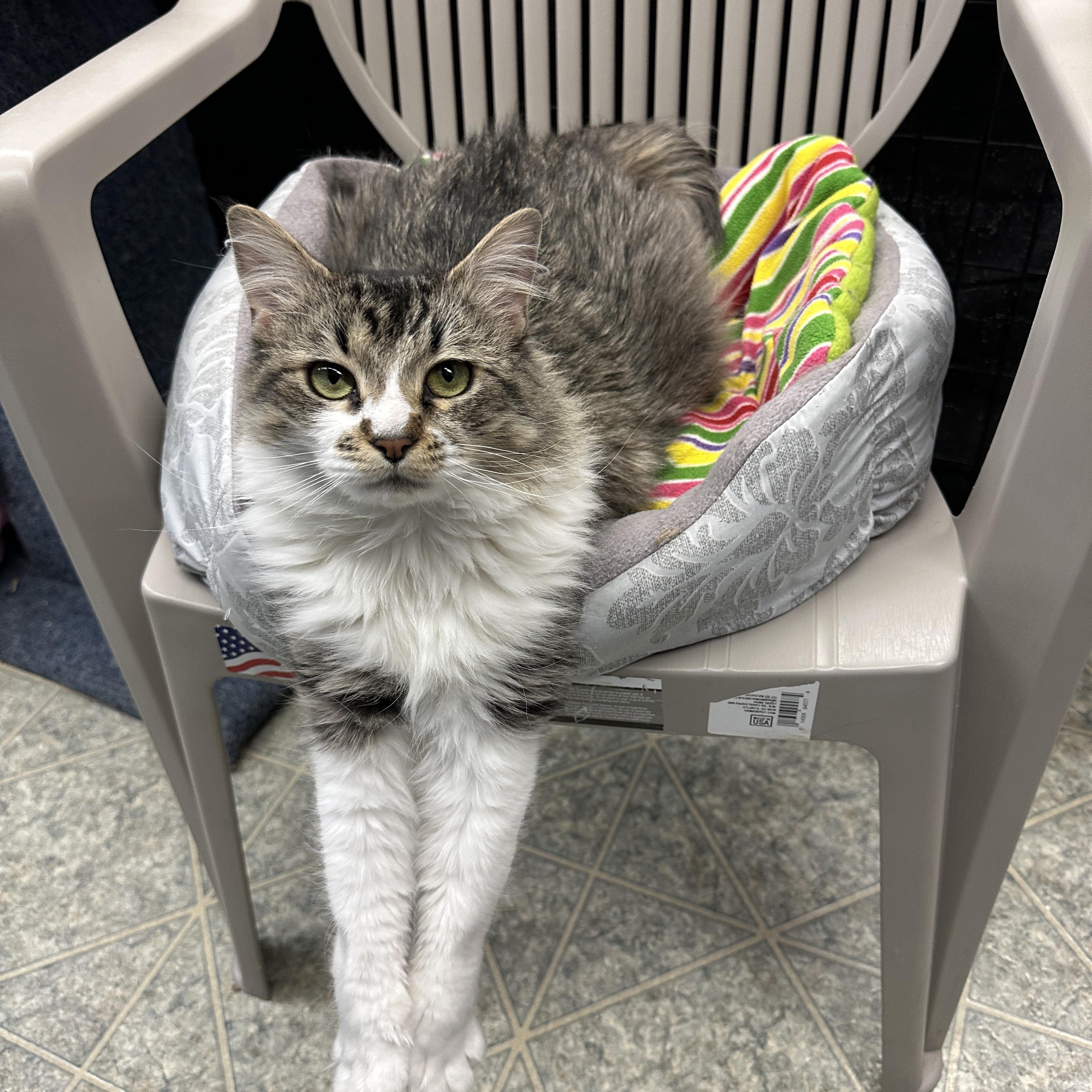 Cornelia, an adoptable Domestic Medium Hair in Anchorage, AK, 99524 | Photo Image 1