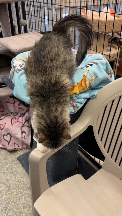 Enlarge Cornelia, an adopted mixed breed in Anchorage, AK video 2/5