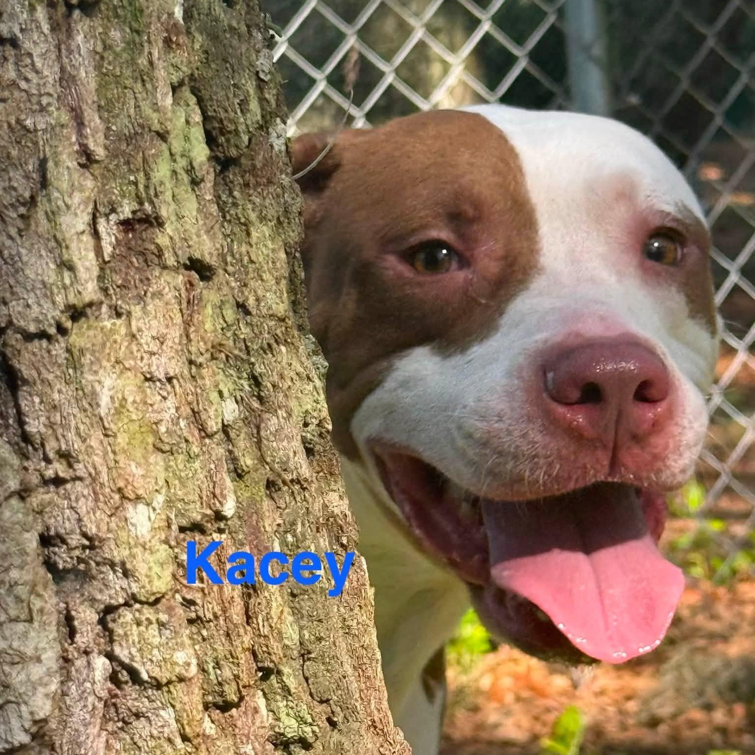Kacey, ADOPTABLE, Adult Male Pit Bull Terrier.