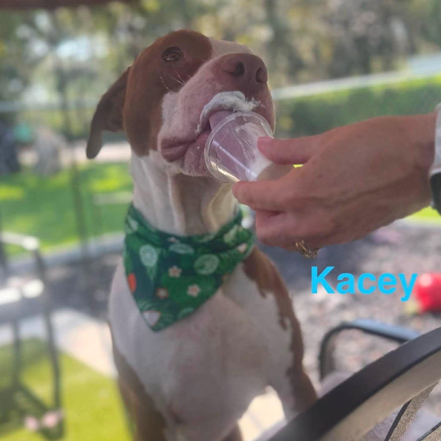 Enlarge Kacey, a ADOPTABLE mixed breed in St. Augustine, FL image 4/5