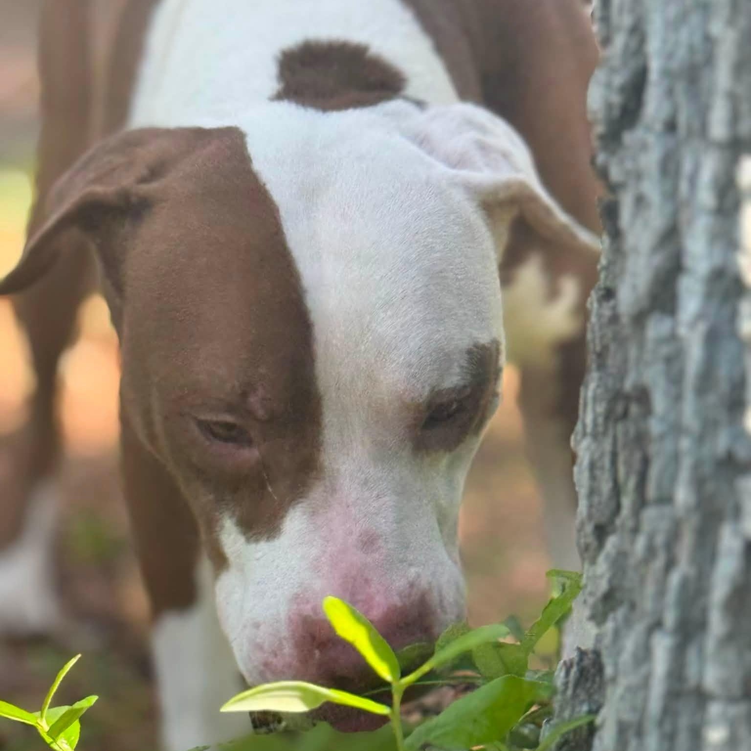 Enlarge Kacey, a ADOPTABLE mixed breed in St. Augustine, FL image 5/5