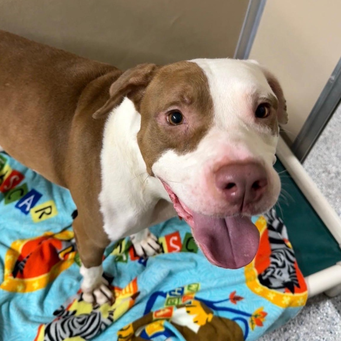 Kacey, ADOPTABLE, Adult Male Pit Bull Terrier.