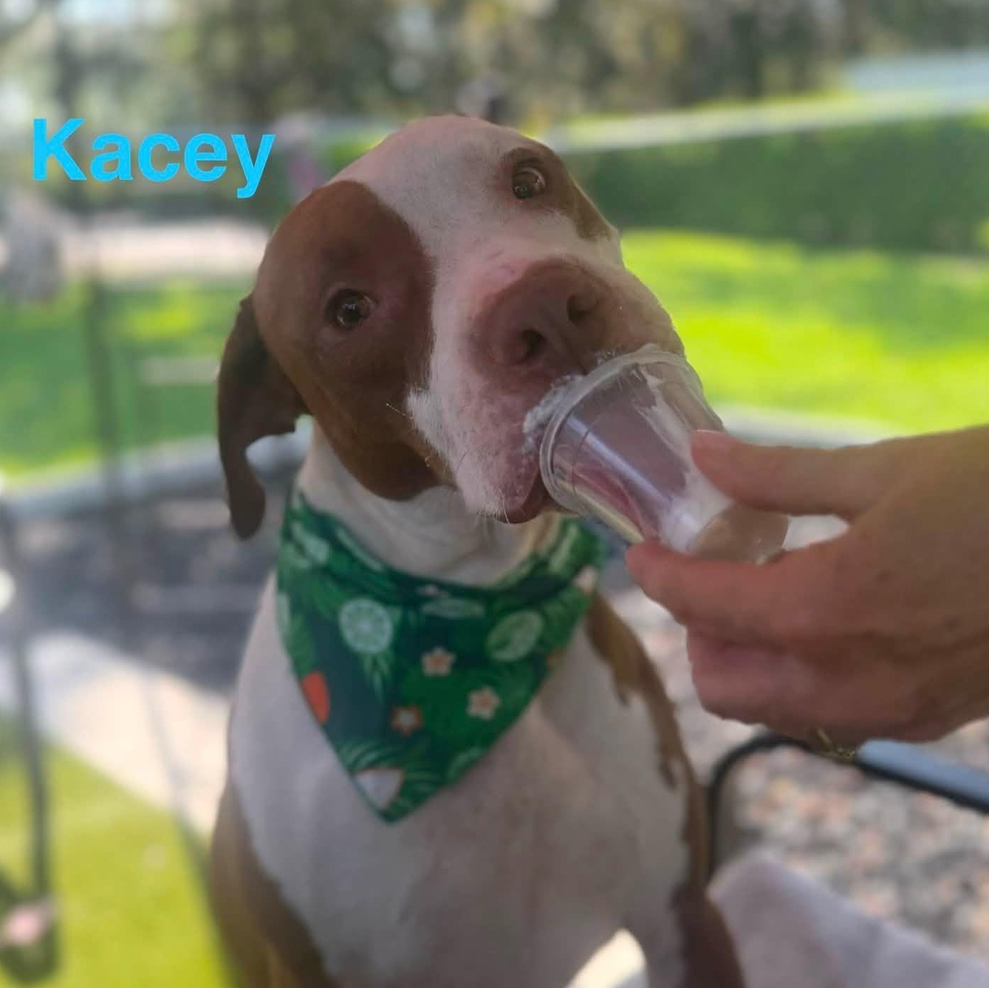 Enlarge Kacey, a ADOPTABLE mixed breed in St. Augustine, FL image 2/5