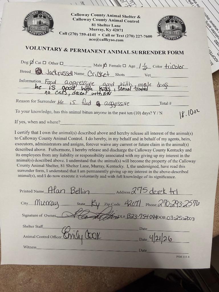 Cricket, Adoptable, Young Male Jack Russell Terrier.